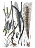 Rye